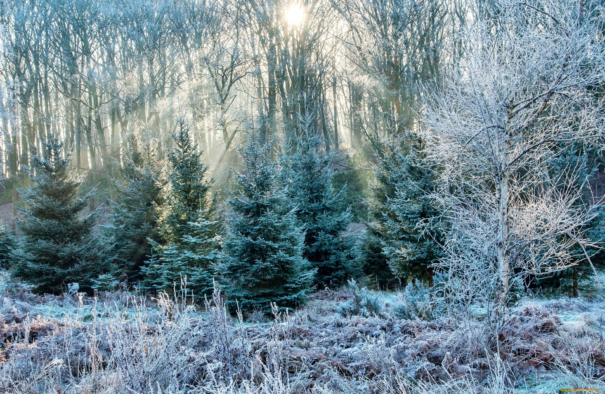 Красота ели. Зимний лес. Зимой в лесу. Лес в инее. Морозный лес.